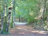 Bos van Argonne - Schaduwrijke wandeling onder de bosbomen