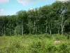 Bos van Bercé - Uitzicht op de bomen van het bos