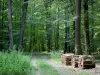 Bos van Bercé - Way, struikgewas, bomen en houtstapels