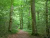 Bos van Élan - Elk State Forest: bomen omzoomde pad