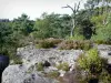 Bos van Fontainebleau - Rock, vegetatie en bomen