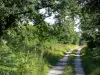 Bos van Fontainebleau - Bos weg omzoomd met bomen en vegetatie