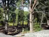 Bos van Fontainebleau - Woudbomen