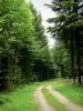 Bos van la Joux - Fir: bosweg omzoomd door bomen, waaronder dennen