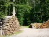 Bos van Montmorency - Stapel gekapt hout en bomen in het bos