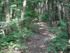Bos van Montmorency - Bos kreupelhout