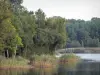 Bos van Orleans - Valley vijver, riet en bomen van het bos (bos)