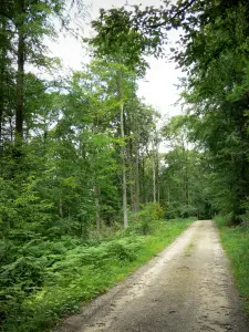 Bos van Saint-Gobain - De met bomen omzoomde weg