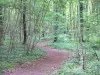 Bos van Vincennes - Pad door het bos
