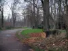 Bos van Vincennes - Boomstam gesneden langs de weg
