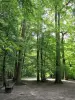 Bospark Poudrerie - Bankje in de schaduw van de bomen