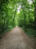 Bospark Poudrerie - Pad omzoomd met bomen