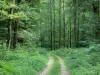 Bosque de Bercé - Camino, los árboles y la maleza