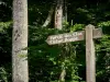 Bosque de Bercé - Cartel de madera que indica el bosque de roble y Boppe Clos