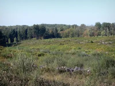 Bosque de Brigueuil