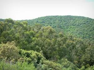 Bosque de Chiavari - Los árboles de eucalipto, y bordeada de bosques colina