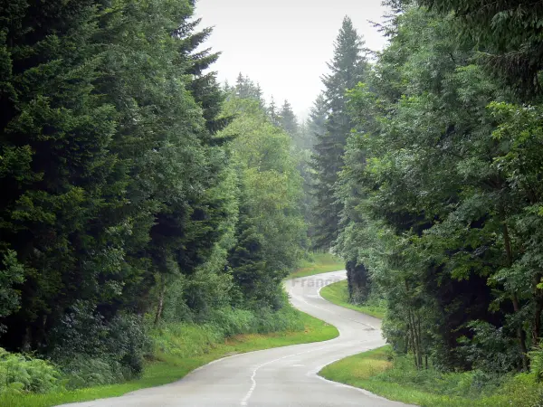 Bosque de la Joux - Bosque de Pino: calle arbolada, incluyendo el pino