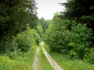 Bosque de la Joux - Abeto: pista forestal rodeada de árboles como el abeto