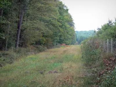 Bosque de Orleans