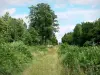 Bosque de Saint-Gobain - La vegetación y los árboles