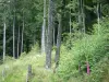 Bosque de los Vosgos - Los árboles en un bosque (Parque Natural Regional de Ballons des Vosges)