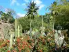 Botanische tuin van Carbet - Huis Latouche - Cactussen van de botanische tuin