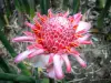 Botanische tuin van Deshaies - Rose porselein bloemenpark