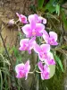 Botanische tuin van Deshaies - Orchidee bloemen