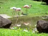 Botanische tuin van Deshaies - Bekken flamingos