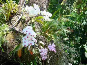 Botanische tuin van Deshaies - Orchideeën in bloei