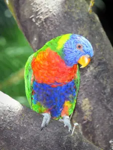 Botanische tuin van Deshaies - Lori ( kleine papegaai ) van de grote volière