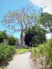 Botanische tuin van Deshaies - Wandeling in het hart van het arboretum