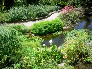 Botanische tuin van Deshaies - Vijver en planten van begroeide muur van water