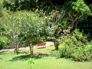 Botanische tuin van Deshaies - Botanical Park bomen