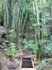 Botanischer Garten der Réunion - Sammlung Ravine Bambus