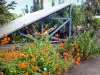 Botanischer Garten der Réunion - Blühende Pflanzen