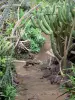 Botanischer Garten der Réunion - Kakteen der Sammlung Sukkulentes