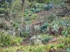 Botanischer Garten der Réunion - Kaktus und Fettpflanzen der Sammlung Sukkulentes