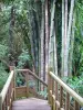 Botanischer Garten der Réunion - Sammlung Ravine Bambusrohre