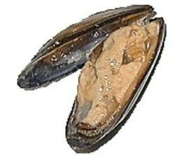 The bouchot mussels Gastronomy & Holidays guide