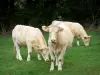 Bourbonnais山 - 母牛在草地上