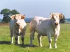 Bourbonnais Charolais beef - Gastronomy, holidays & weekends guide in the Allier