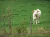 Bourbonnais landscapes - Charolais cows in a meadow