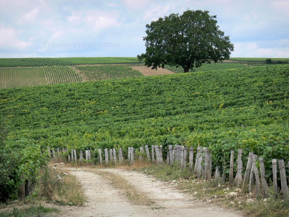 Guide de Bourgogne-Franche-Comté - Vignoble de Pouilly - Chemin et arbre au milieu des vignes