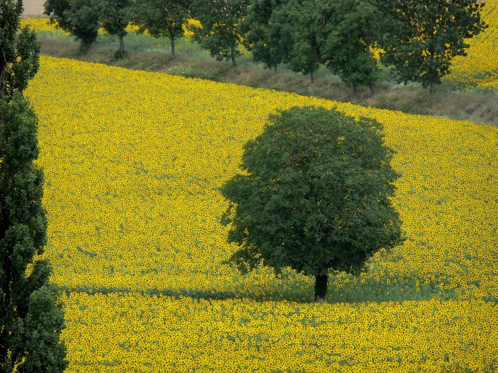 Guide de Bourgogne-Franche-Comté - Paysages de Bourgogne - Arbre au milieu d'un champ de tournesols