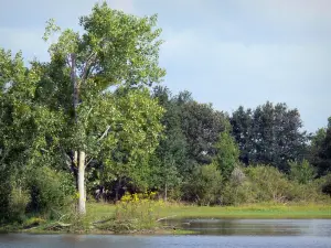 La Brenne landscapes - Trees near a lake; in La Brenne Regional Nature Park