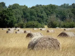 La Brenne landscapes - Hay bales in a field and trees in the background; in La Brenne Regional Nature Park