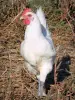 Bresseの家禽 - 白い羽、青い足と赤い紋章のブレスチキン