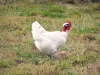 Bresse borgoñona - Las aves de corral de Bresse pollo de Bresse en el plumaje blanco