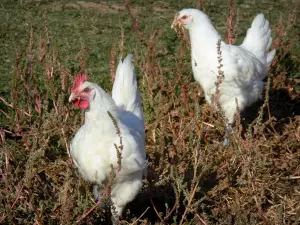 Bresse-Geflügel - Bresse Huhn (Hühnerrasse) und Bresse Kapaun